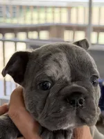 Berlin, a male French Bulldog for sale in Burlington, NC – 3 of 3