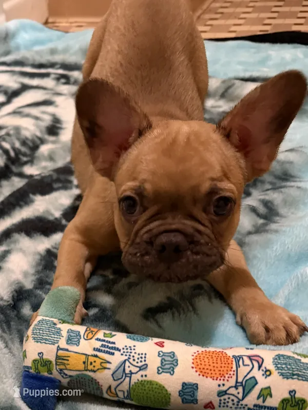 Carpuccino – French Bulldog puppy for sale in Burlington, NC