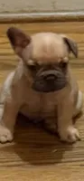 Carpaccio , a male French Bulldog for sale in Burlington, NC – 1 of 1