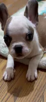 Make-up Expert Martha, a female French Bulldog for sale in Burlington, NC – 8 of 8