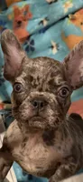 Maverick , a male French Bulldog for sale in Burlington, NC – 5 of 10