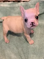 Jonathan, a male French Bulldog for sale in Burlington, NC – 4 of 6