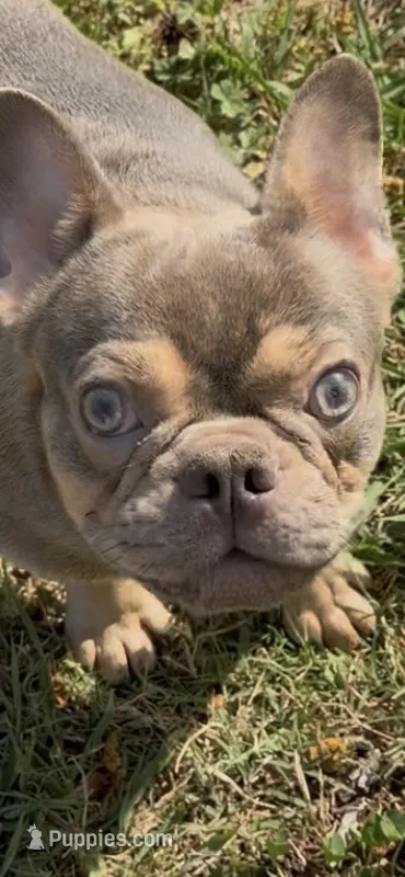 AKC registered Asher   – French Bulldog puppy for sale in Burlington, NC