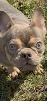 AKC registered Asher  , a male French Bulldog for sale in Burlington, NC – 1 of 10