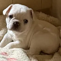 Ivory, a female French Bulldog for sale in Burlington, NC – Photo 2 of 6