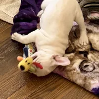 Ivory, a female French Bulldog for sale in Burlington, NC – Photo 5 of 6