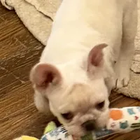 Ivory, a female French Bulldog for sale in Burlington, NC – Photo 3 of 6