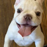 Ivory, a female French Bulldog for sale in Burlington, NC – Photo 1 of 6