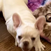 Ivory, a female French Bulldog for sale in Burlington, NC – Photo 4 of 6