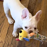 Ivory, a female French Bulldog for sale in Burlington, NC – Photo 6 of 6