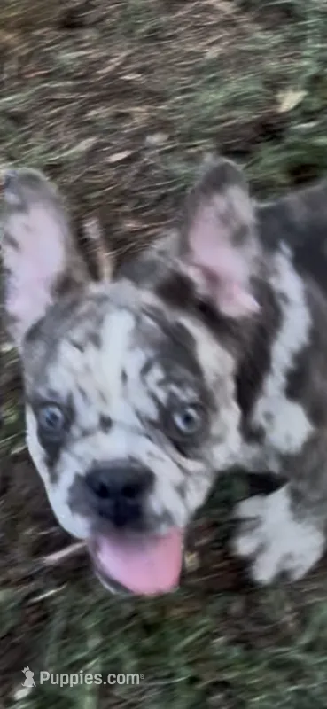 AKC pet Thunder  – French Bulldog puppy for sale in Burlington, NC