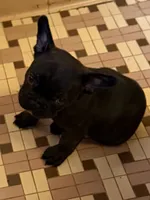 Olivia, a female French Bulldog for sale in Burlington, NC – 3 of 3