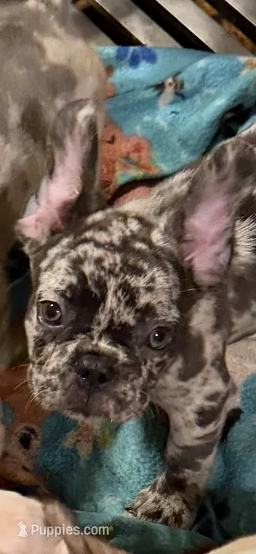 February  – French Bulldog puppy for sale in Burlington, NC
