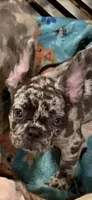 February , a female French Bulldog for sale in Burlington, NC – 2 of 9