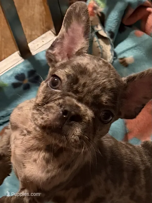 Maverick  – French Bulldog puppy for sale in Burlington, NC