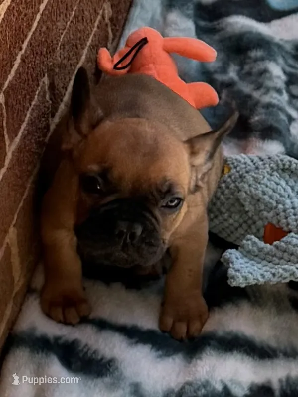 Brownie  – French Bulldog puppy for sale in Burlington, NC