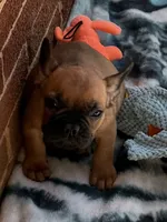 Brownie , a male French Bulldog for sale in Burlington, NC – 3 of 8