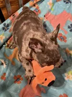 Maverick , a male French Bulldog for sale in Burlington, NC – 9 of 10