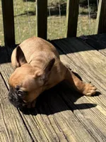 Brownie , a male French Bulldog for sale in Burlington, NC – 6 of 8