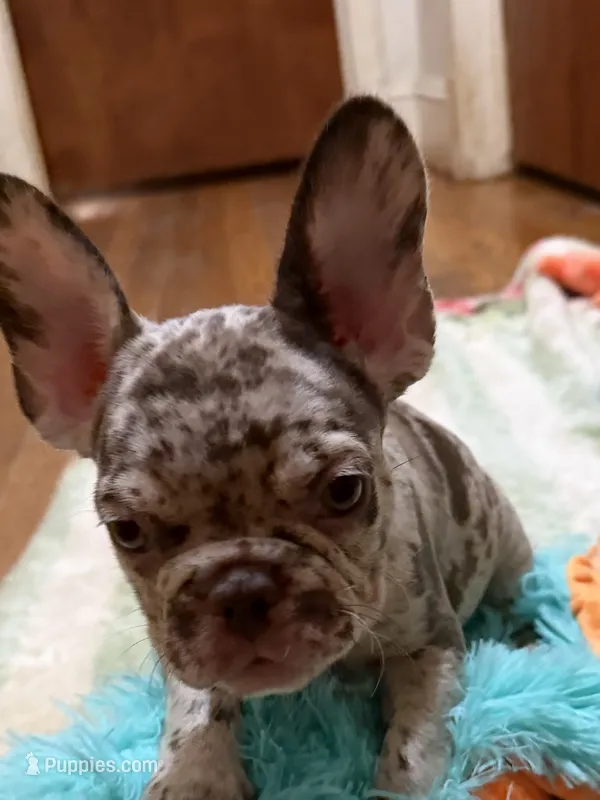 January  – French Bulldog puppy for sale in Burlington, NC