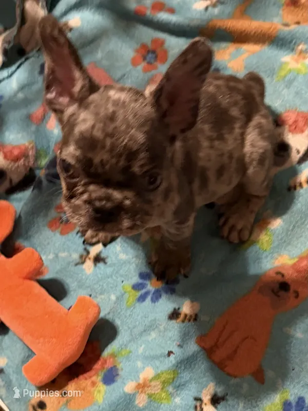Maverick  – French Bulldog puppy for sale in Burlington, NC
