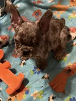 Maverick , a male French Bulldog for sale in Burlington, NC – 10 of 10