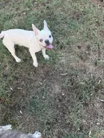 IJ, a female French Bulldog for sale in Burlington, NC – 3 of 3