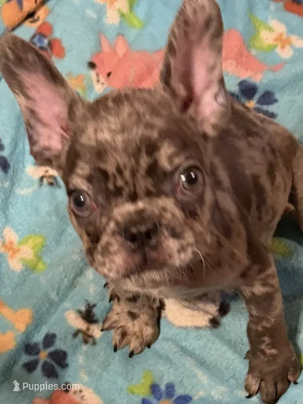 Maverick  – French Bulldog puppy for sale in Burlington, NC