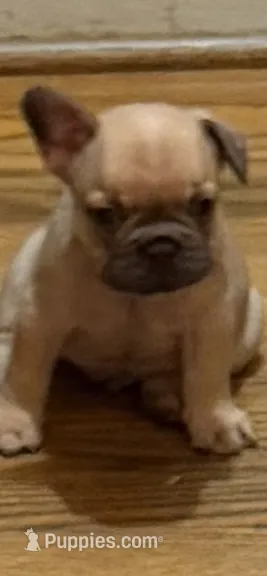 Brownie  – French Bulldog puppy for sale in Burlington, NC