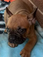 Brownie , a male French Bulldog for sale in Burlington, NC – 7 of 8