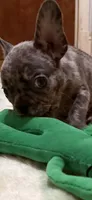 Joseph, a male French Bulldog for sale in Burlington, NC – 2 of 5