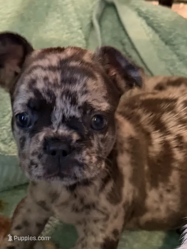 February  – French Bulldog puppy for sale in Burlington, NC