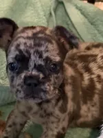 February , a female French Bulldog for sale in Burlington, NC – 1 of 3