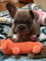 AKC pet Veronica, a female French Bulldog for sale in Burlington, NC – Photo 3 of 9