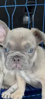 AKC pet Veronica, a female French Bulldog for sale in Burlington, NC – Photo 5 of 9