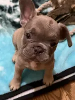 AKC pet Veronica, a female French Bulldog for sale in Burlington, NC – Photo 1 of 9