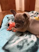 AKC pet Veronica, a female French Bulldog for sale in Burlington, NC – Photo 4 of 9