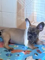 AKC pet Veronica, a female French Bulldog for sale in Burlington, NC – Photo 6 of 9