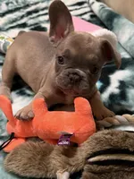 AKC pet Veronica, a female French Bulldog for sale in Burlington, NC – Photo 2 of 9