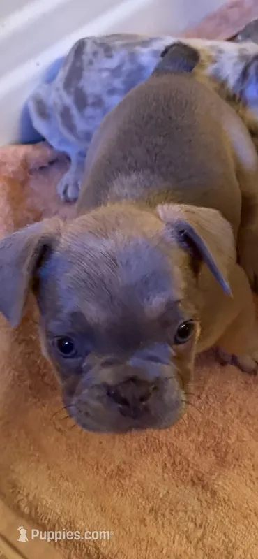 Veronica – French Bulldog puppy for sale in Burlington, NC