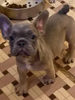 AKC pet Veronica, a female French Bulldog for sale in Burlington, NC – Photo 7 of 9