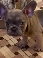 AKC pet Veronica, a female French Bulldog for sale in Burlington, NC – Photo 8 of 9