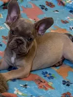 AKC pet Veronica, a female French Bulldog for sale in Burlington, NC – Photo 9 of 9