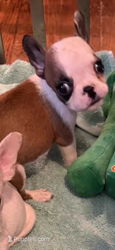 Matha  – French Bulldog puppy for sale in Burlington, NC