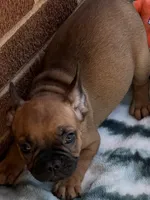Brownie , a male French Bulldog for sale in Burlington, NC – 8 of 8