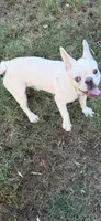 IJ, a female French Bulldog for sale in Burlington, NC – 2 of 3