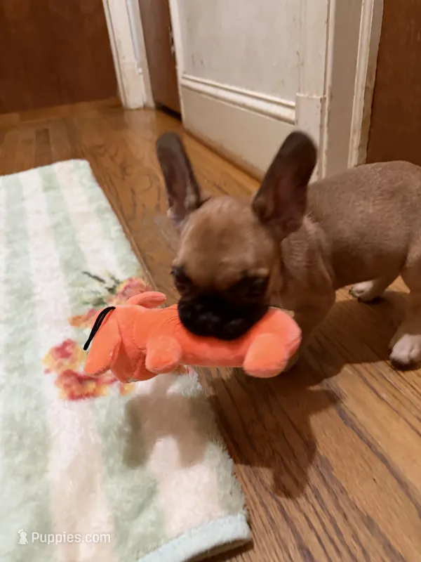 Brownie  – French Bulldog puppy for sale in Burlington, NC