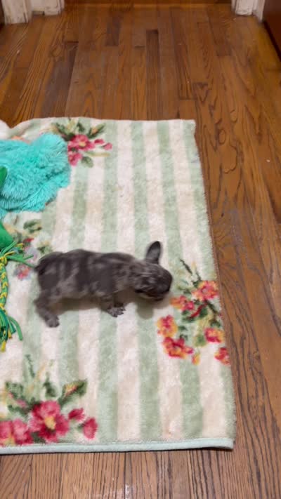 Joseph, a male French Bulldog for sale in Burlington, NC – 4 of 5