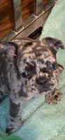 February , a female French Bulldog for sale in Burlington, NC – 2 of 3