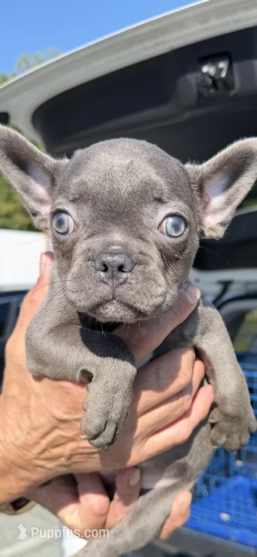 Genesis – French Bulldog puppy for sale in Burlington, NC